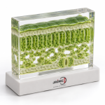 Photosynthesis Teaching Model
